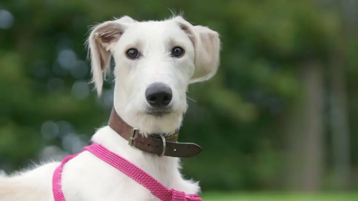 Dog House : un chien pour la vie Rencontre avec la duchesse