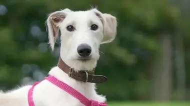 Rencontre avec la duchesse