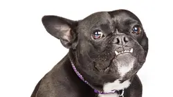 Dog House : un chien pour la vie  Copains comme cochons