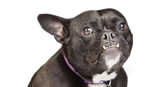 Dog House : un chien pour la vie Copains comme cochons