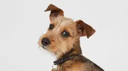 Visuel de Dog House : un chien pour la vie