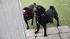 Dog Impossible