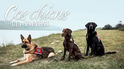 Dogs with Extraordinary Jobs