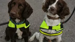 Dogs with Extraordinary Jobs