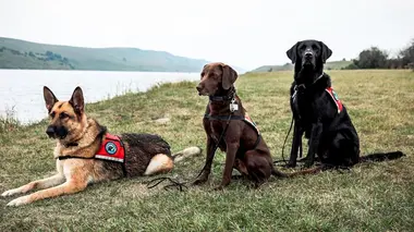 Dogs with Extraordinary Jobs Les fins limiers