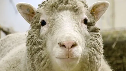 Dolly : La première brebis clonée de l'histoire