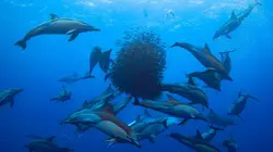 Dolphins Up Close with Bertie Gregory