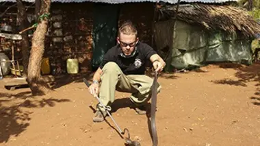 Le cobra cracheur géant du Kenya