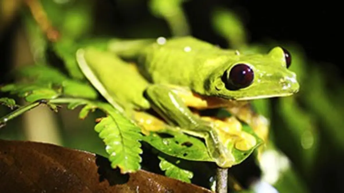 Dominic Monaghan dans la nature S02E09 La rainette lémur du Costa Rica