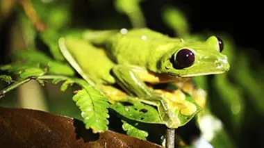 La rainette lémur du Costa Rica
