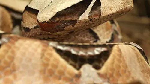 Dominic Monaghan dans la nature S02E06 La vipère du gabon
