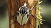 Dominic Monaghan dans la nature E03 Le scarabée blanc Goliath (2012)