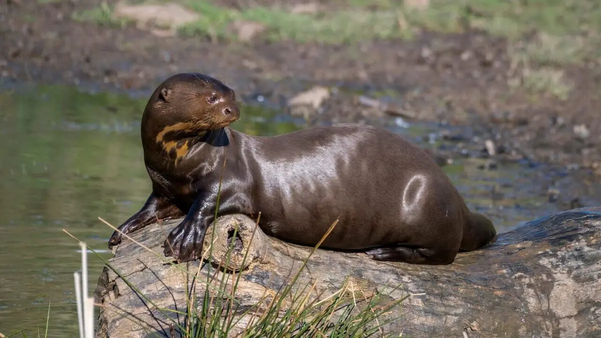 Dora, la jeune loutre géante