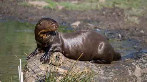 Casting Dora, la jeune loutre géante