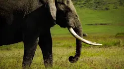 Dormir pour survivre