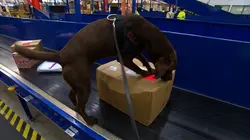 Douanes sous haute surveillance