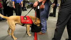 Douanes sous haute surveillance Sueurs froides pour un voyageur français