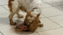 Douanes sous haute surveillance Cuba Un lourd passé