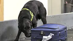 Douanes sous haute surveillance : Irlande