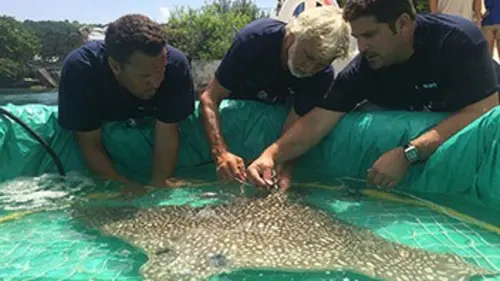 Dr Burnie, vétérinaire des Bermudes E02 La raie léopard