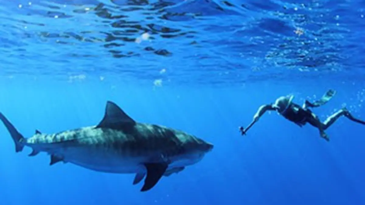 Dr Burnie, vétérinaire des Bermudes E03 Le requin tigre