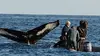 La baleine à bosse