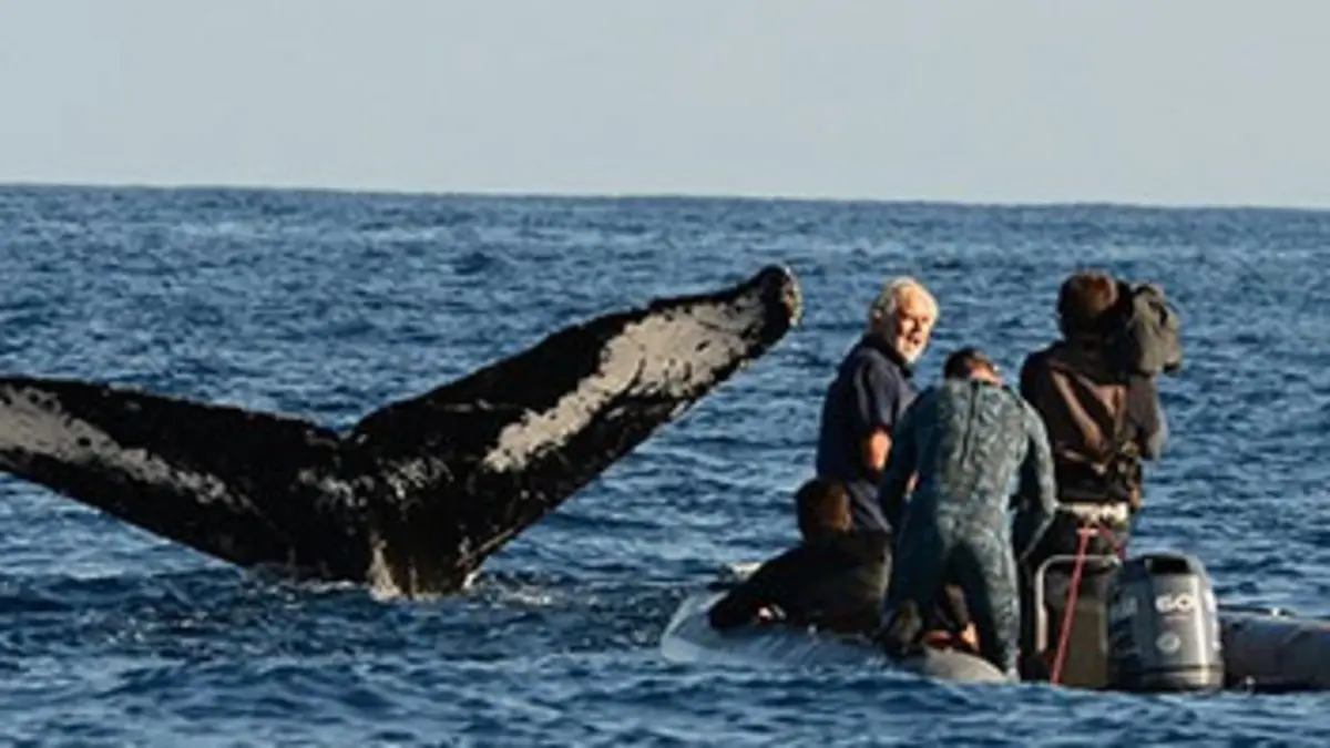 Dr Burnie, vétérinaire des Bermudes E09 La baleine à bosse