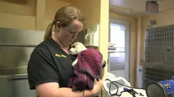 Dr Dee, Véto en Alaska C'est la saison