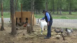 Dr Dee, Véto en Alaska Personne ne cherche Mama