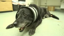 Dr Dee, Véto en Alaska