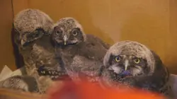 Dr Dee, Véto en Alaska