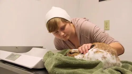 Dr Dee, Véto en Alaska en streaming