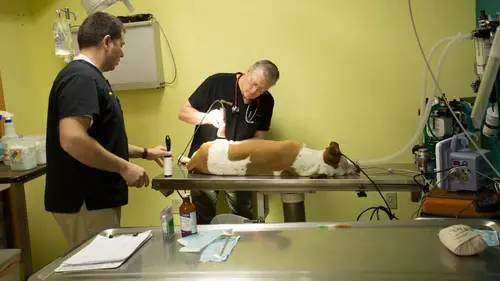 Dr Dee, Véto en Alaska Au bord de nulle part en streaming