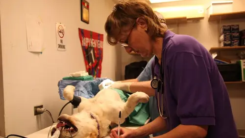 Dr Dee, Véto en Alaska Caractère de cochon en streaming