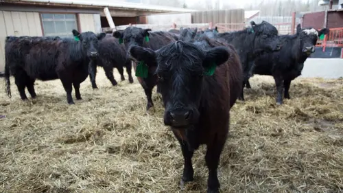 Dr Dee, Véto en Alaska Contre toute attente en streaming