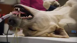 Dr Dee, Véto en Alaska Imprégné et bloqué