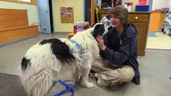 Dr Dee, Véto en Alaska Prendre de la hauteur