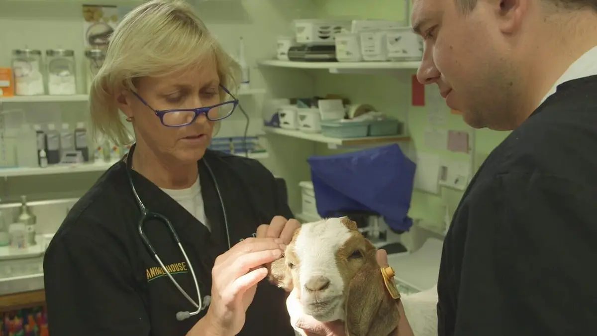 Dr Dee, Véto en Alaska Taureau enragé en streaming