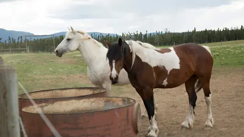 Dr Dee, Véto en Alaska Il faut sauver les bébés hiboux en streaming