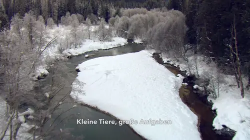 Dr Dee, Véto en Alaska Opération en laverie