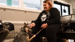 Dr. Jeff, véto d'enfer S06E11 La boule du bouledogue