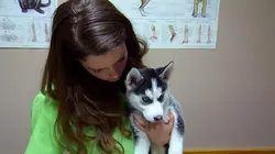 Dr Jeff : super véto Opération d'un chat