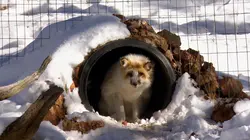 Dr Jeff : super véto Attention, chat méchant