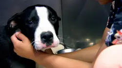 Dr Jeff : super véto Hausse des températures