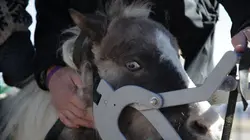 Dr Jeff : super véto Soins affectueux