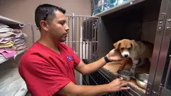 Dr Jeff : super véto Sauvé de justesse