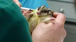 Dr Jeff : super véto Voyage sioux