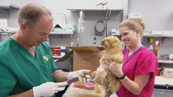 Dr Jeff : super véto À l'abri de l'orage