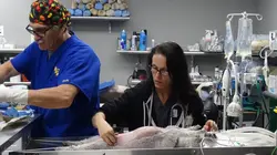 Dr Jeff : super véto Ultime espoir