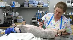 Dr Jeff : super véto Un petit miracle